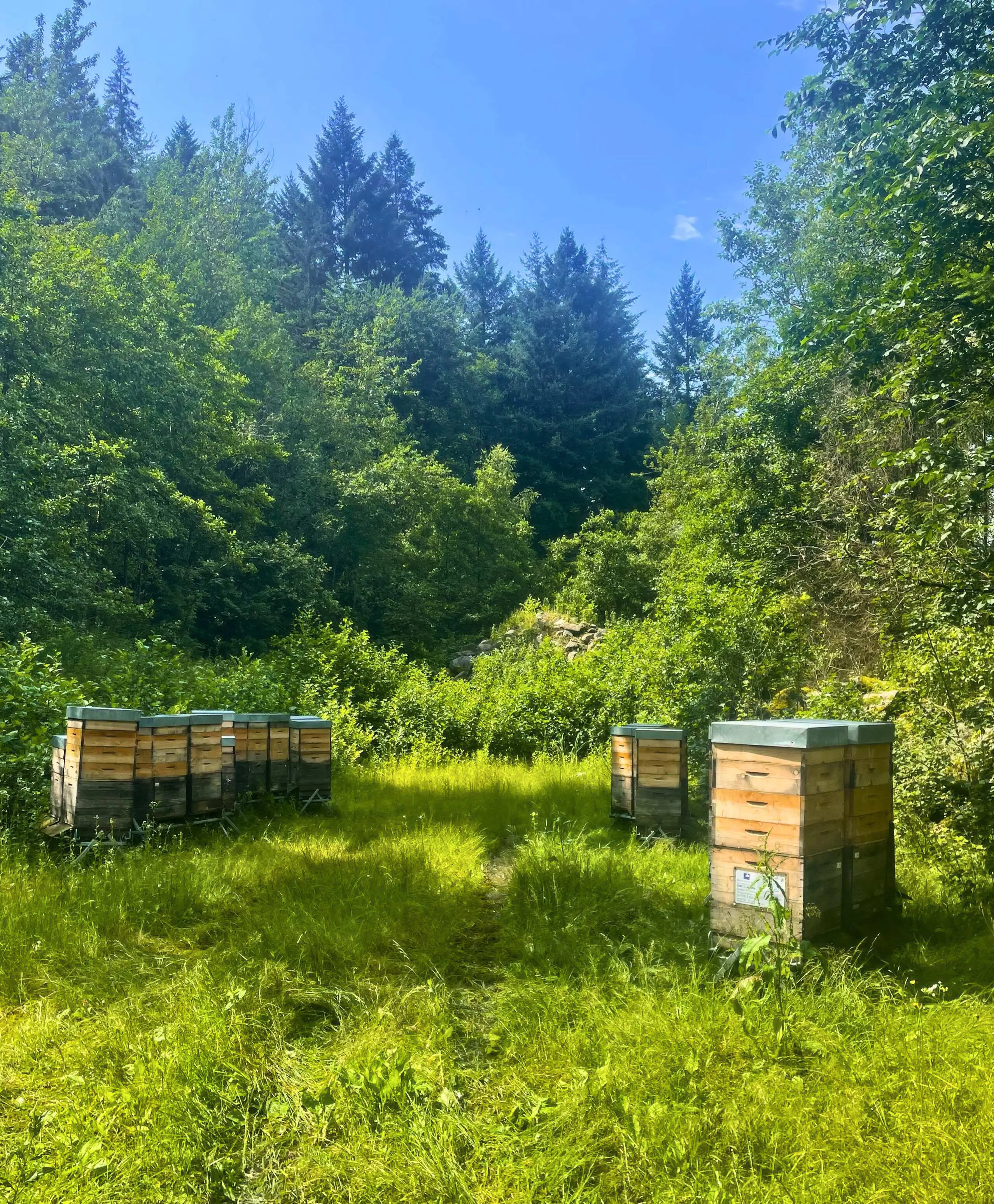 Bienenstöcke stehen bei sonnigem Wetter im Wald